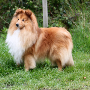 Best in Show