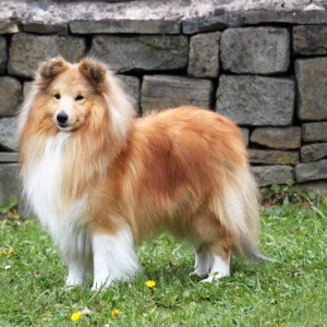 Graduate-Dog