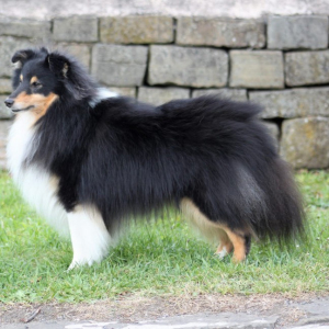 SPECIAL-OPEN-TRICOLOUR-BLACK-WHITE-BLACK-TAN-dog