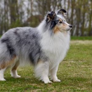 Special-Open-Blue-Merle-Bitch