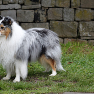 Special-Open-Blue-Merle