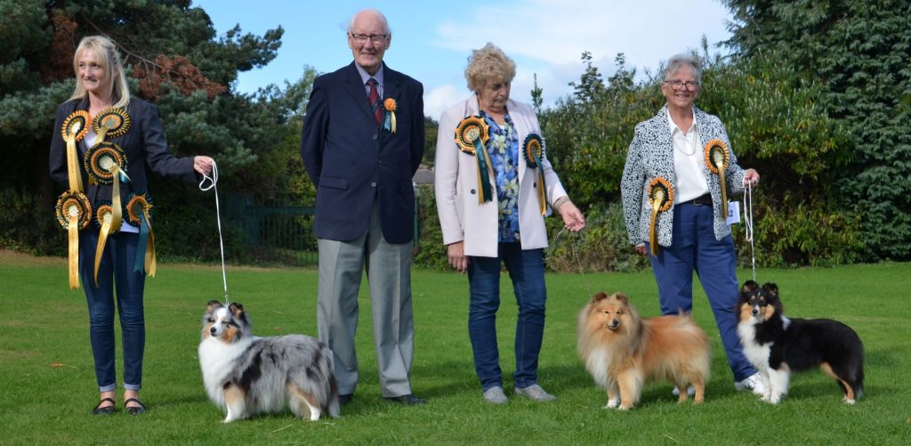 Yorkshire sales shetland sheepdog
